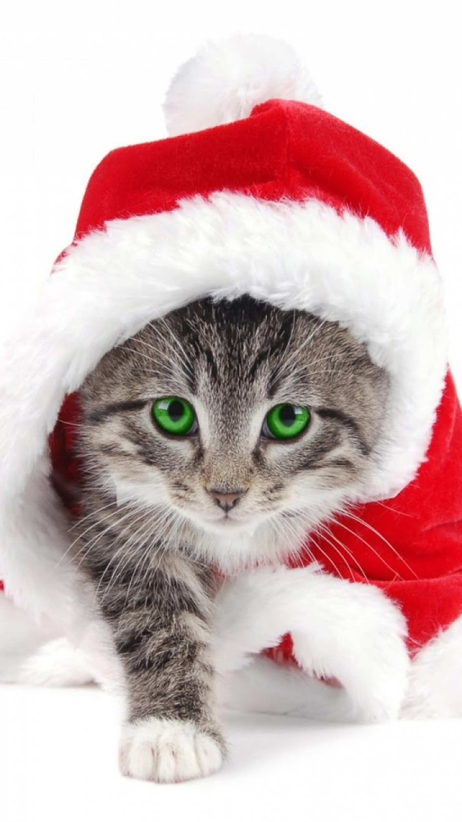 Lade anwendung, bestapp, gato, weihnachten, niedlich Hintergrund herunter