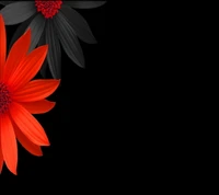 hintergrund, bunte blumen, rot schwarz