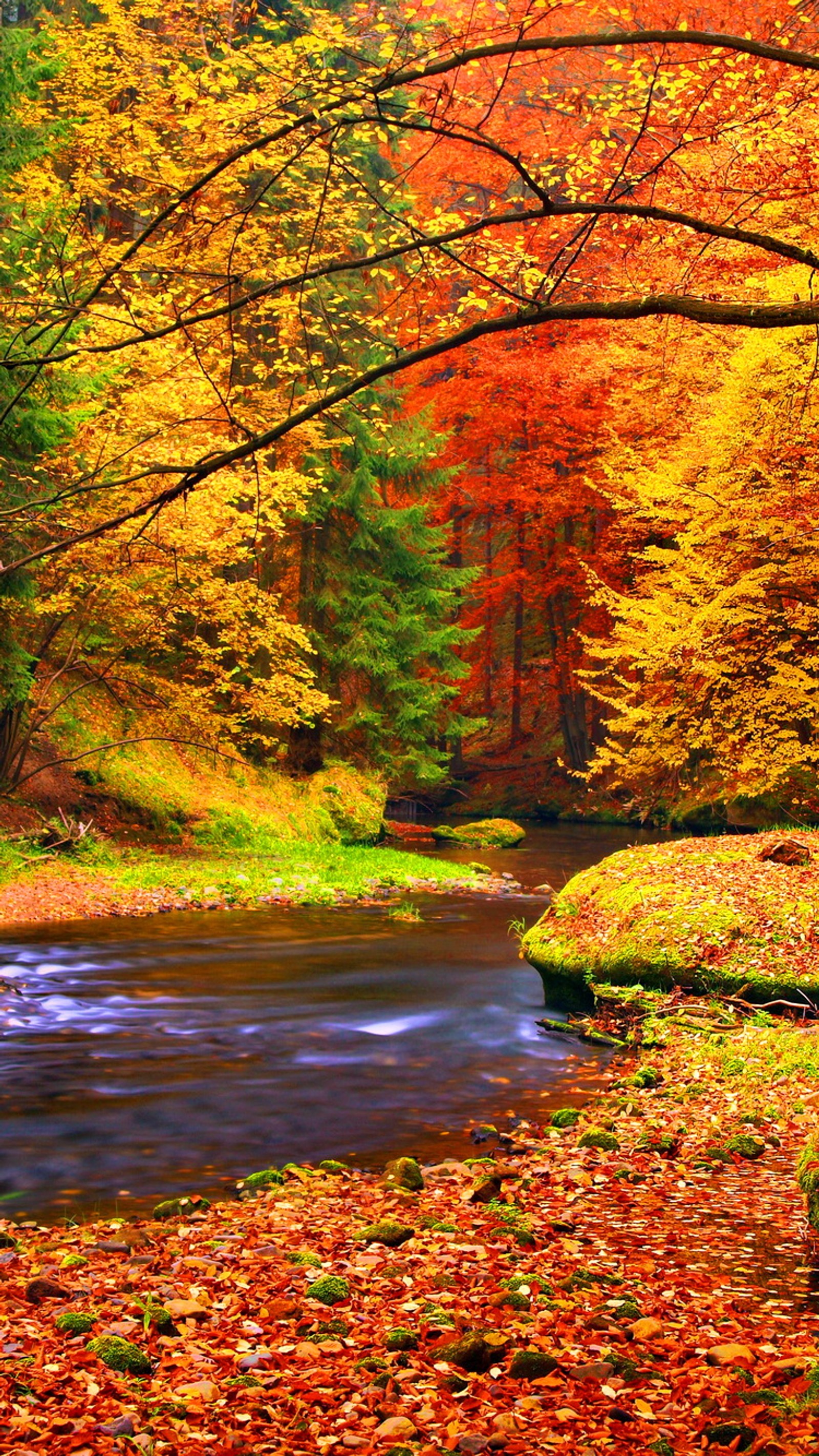 Feuilles d'automne sur le sol à côté d'une rivière dans une forêt (automne, beau, nature, flueve, paysage)