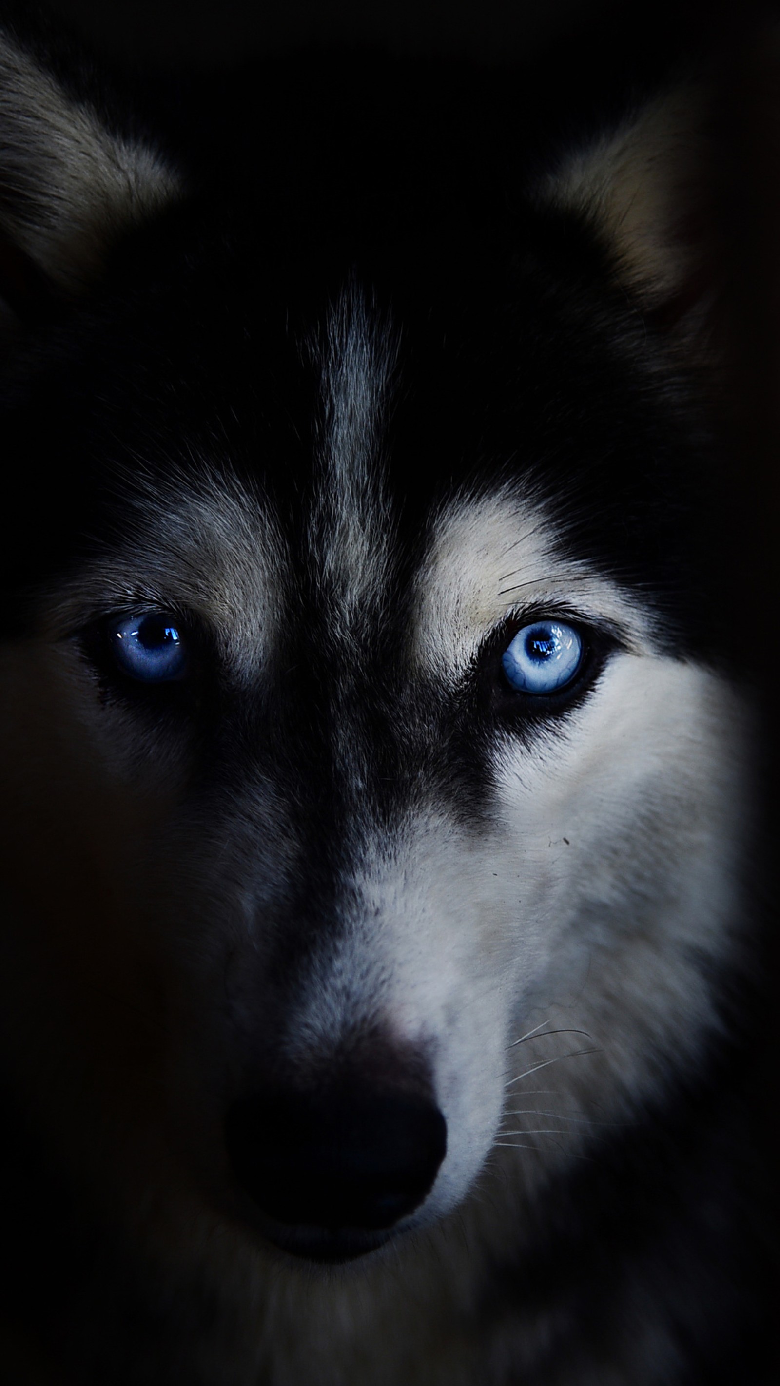 Um cachorro husky com olhos azuis olhando para a câmera (animal, azul, cachorro, olhos, rosto)