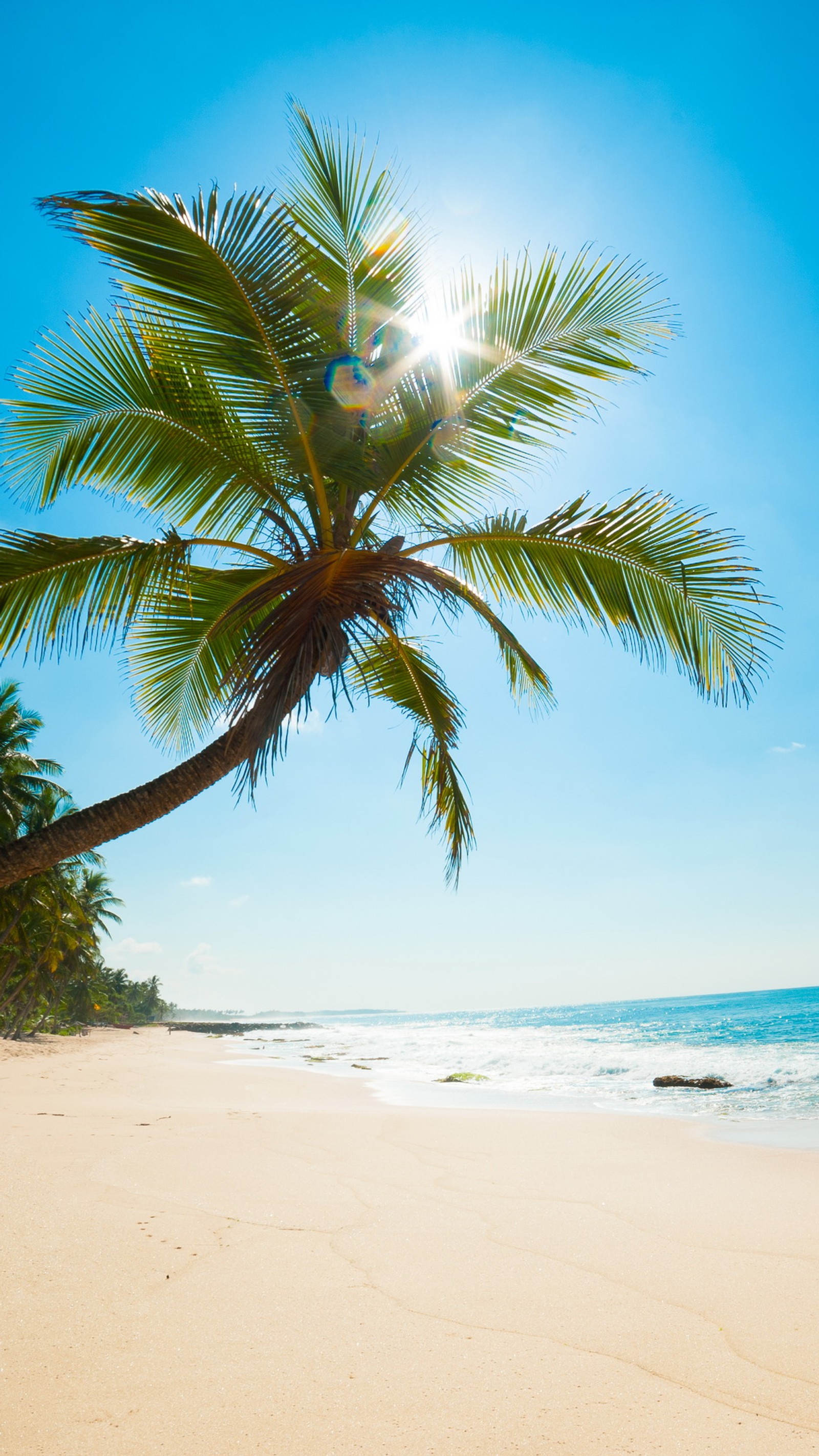 There is a palm tree on the beach with the sun shining (beack, nature, palms, sunshine, tropical)