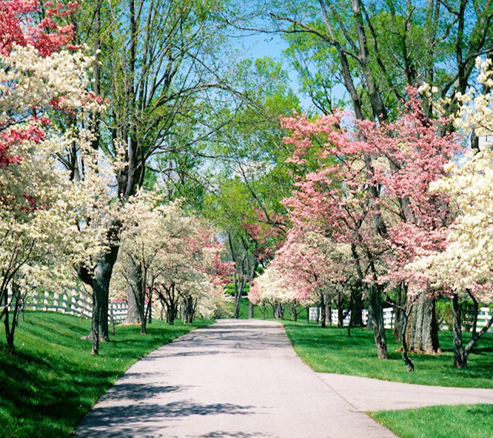 Trees line a paved path in a park with white fences (flowers, garden, landscape, nature, park)