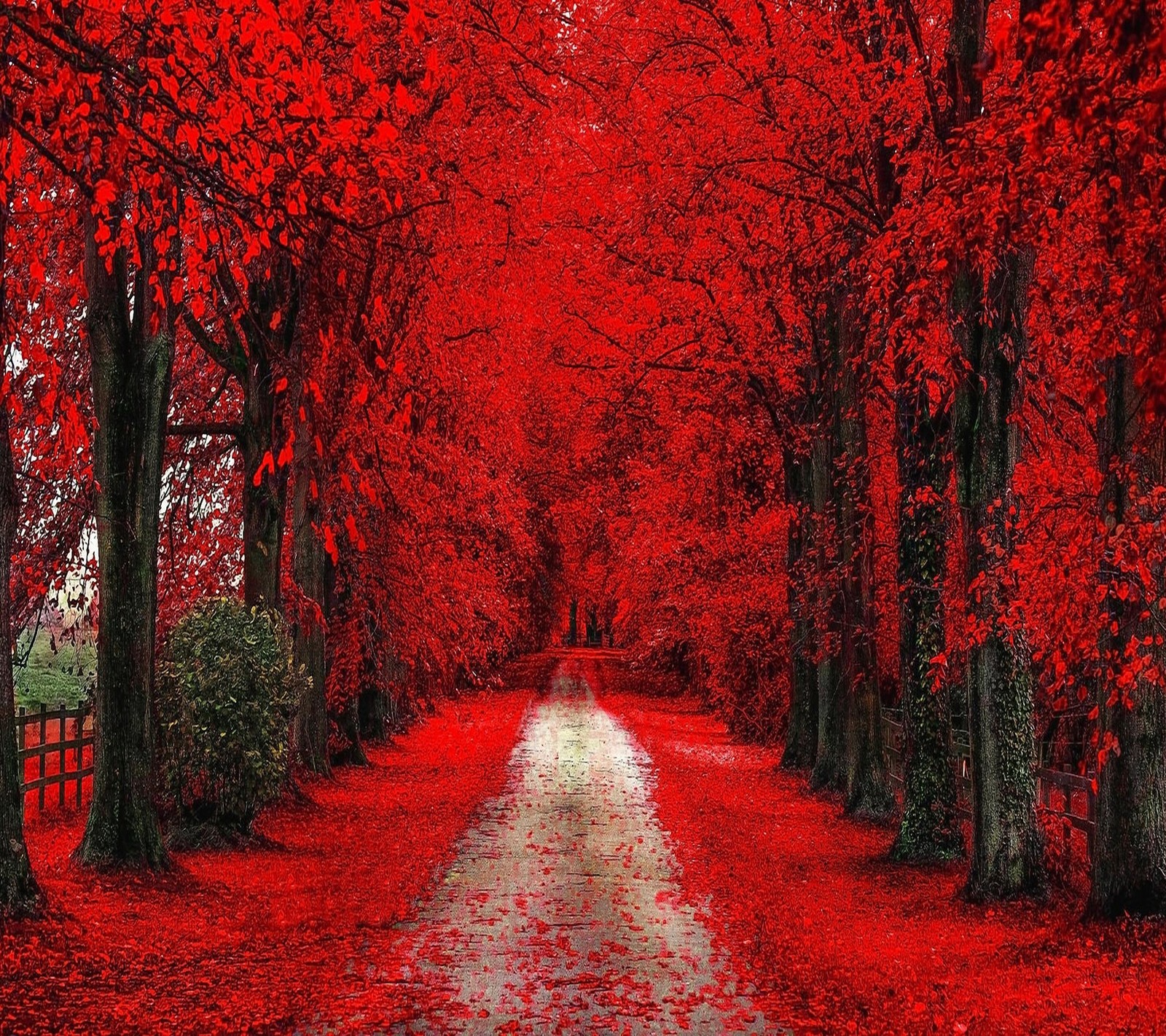 Vista de um caminho ladeado por árvores cobertas de folhas vermelhas (outono, vermelho)