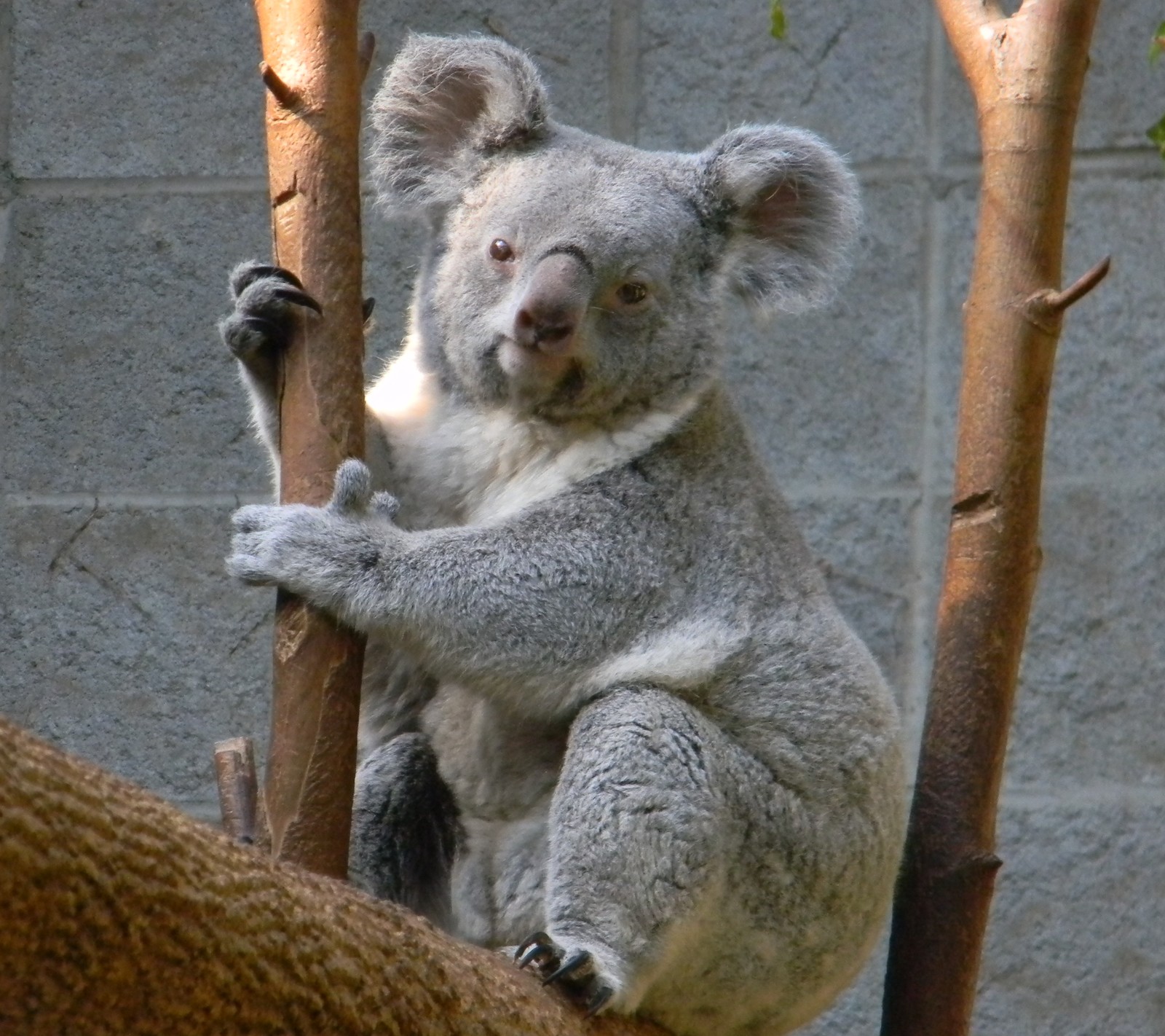 Il y a un koala assis sur une branche d'arbre (animal, australie, ours, câliner, gris)