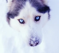 chien, yeux, husky, neige