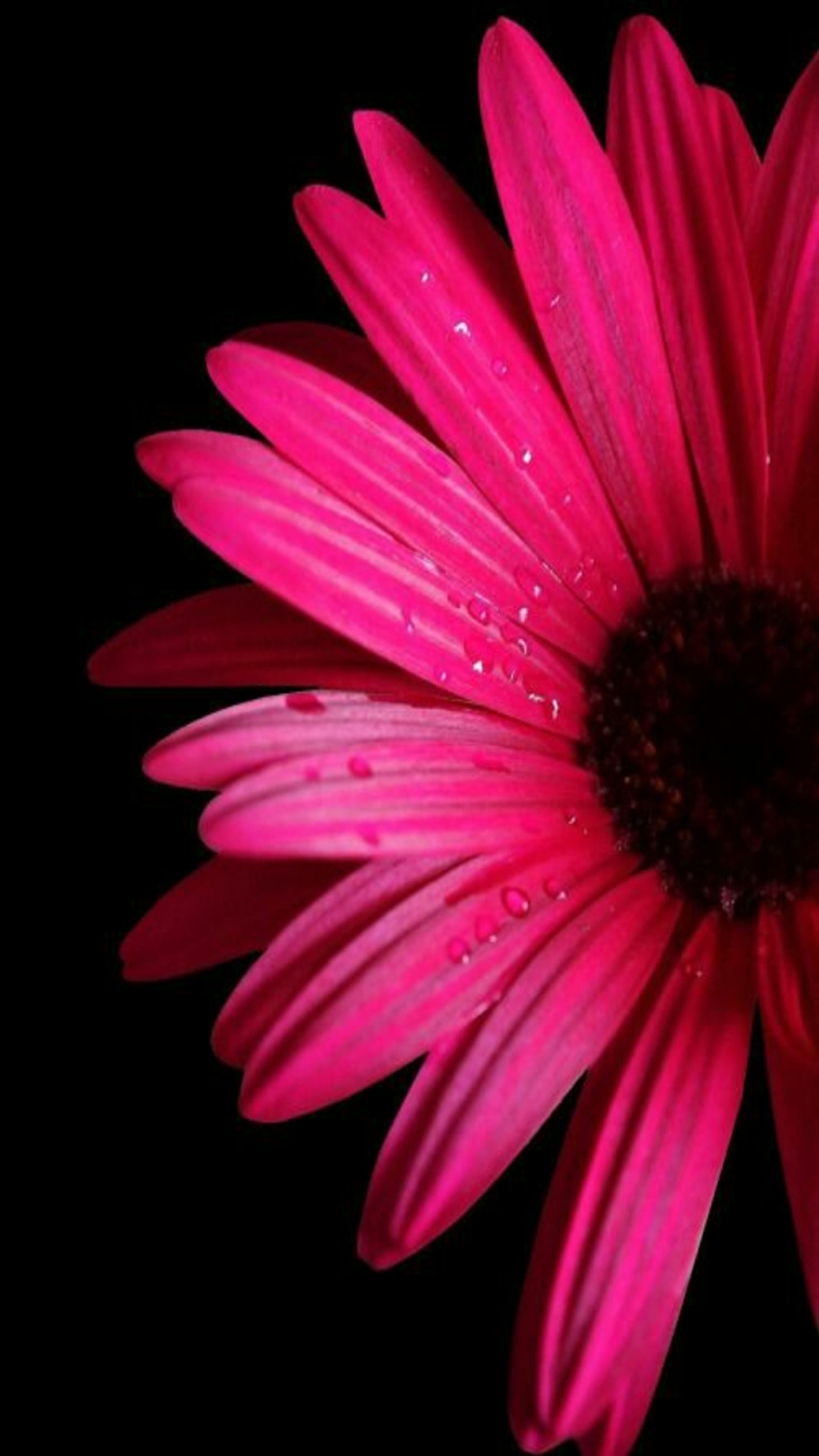 Nahaufnahme einer pinken blume mit wassertropfen darauf (rosa, blume, blumen)