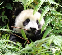 Adorable panda munching on bamboo amidst lush greenery.