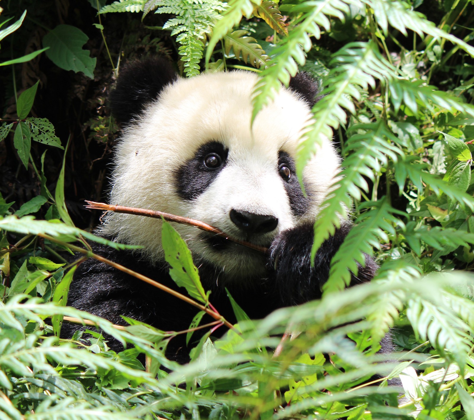 Ein panda sitzt im gebüsch und frisst einen bambusstab (tiere, niedlich, panda)