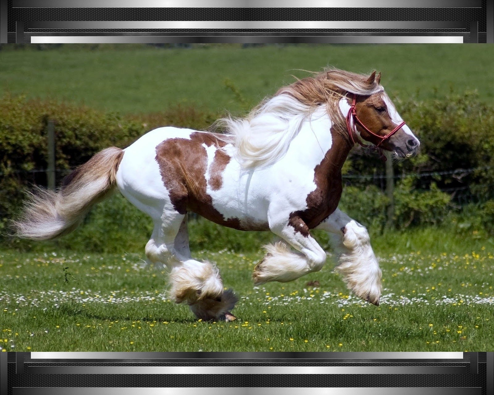 Hay un caballo corriendo en la hierba (caballo, tema)