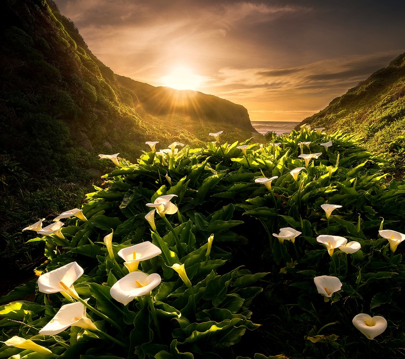 Gros plan d'un champ de fleurs près d'une montagne (lys, printemps)