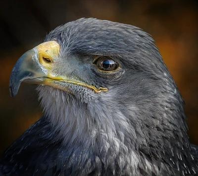 Majestic Eagle Portrait with Intense Gaze