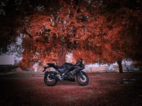 Uma motocicleta preta elegante está estacionada sob uma árvore de folhas vermelhas vibrantes, criando um contraste marcante em um cenário de outono.