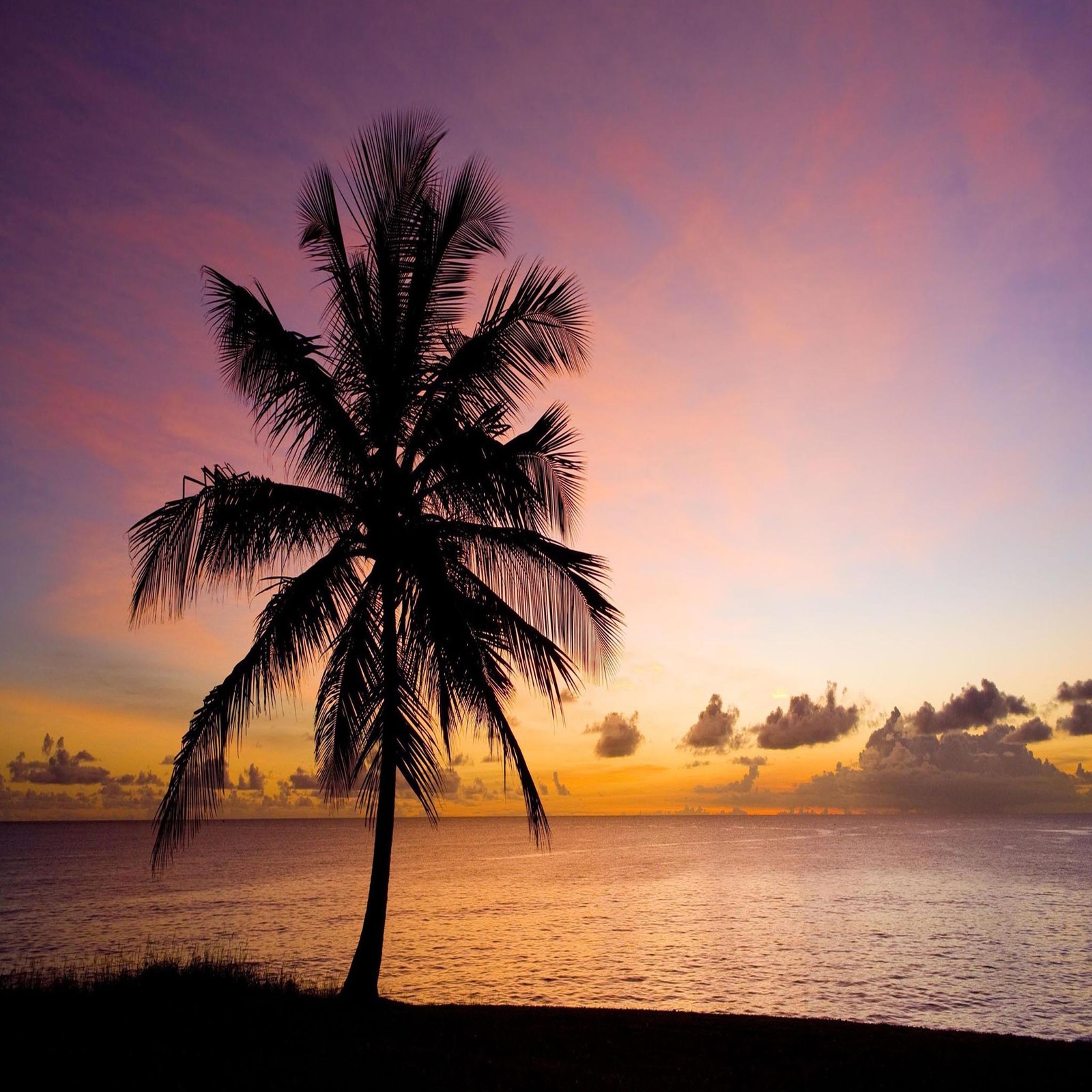 Arafed palm tree on the beach at sunset with the ocean in the background (beautiful, cute, look, nice)