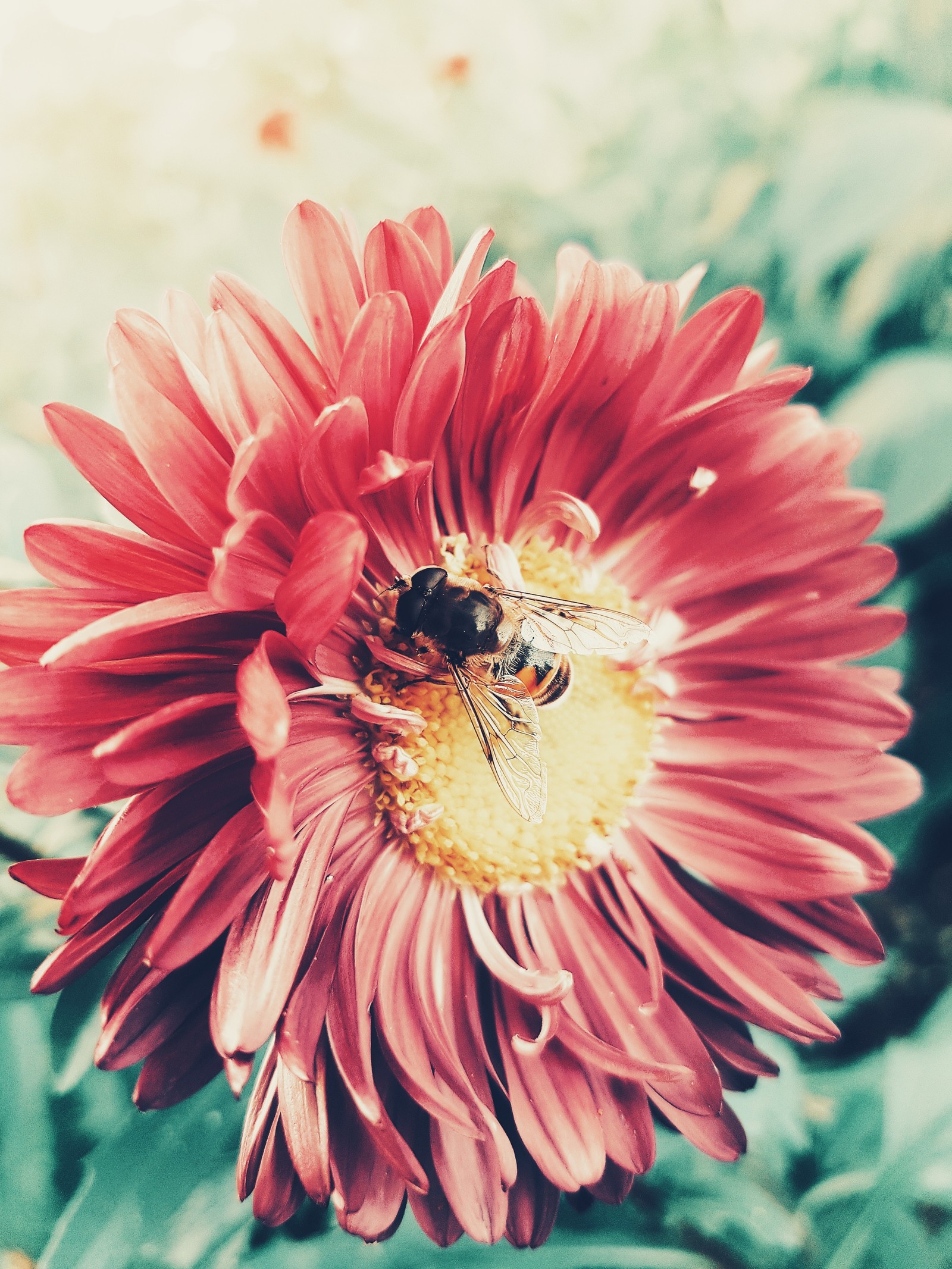 There is a bee on a flower with a green background (flower, petal, plant, pink, pollen)