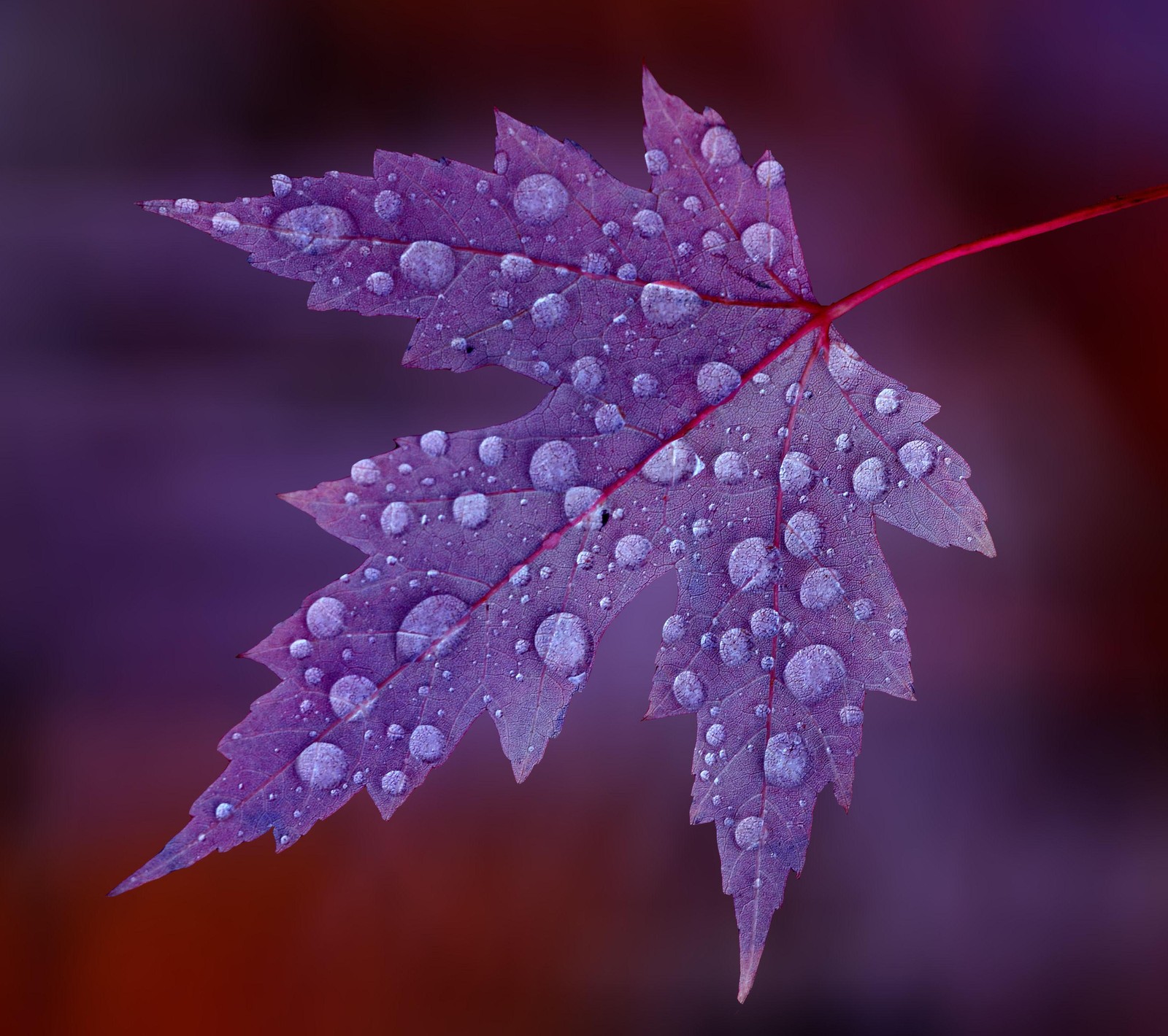 A close up of a leaf with water droplets on it (drops, hd, leaf)