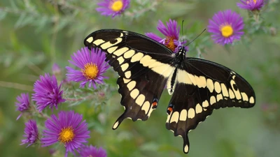 insect, flower, moths and butterflies, butterfly, invertebrate