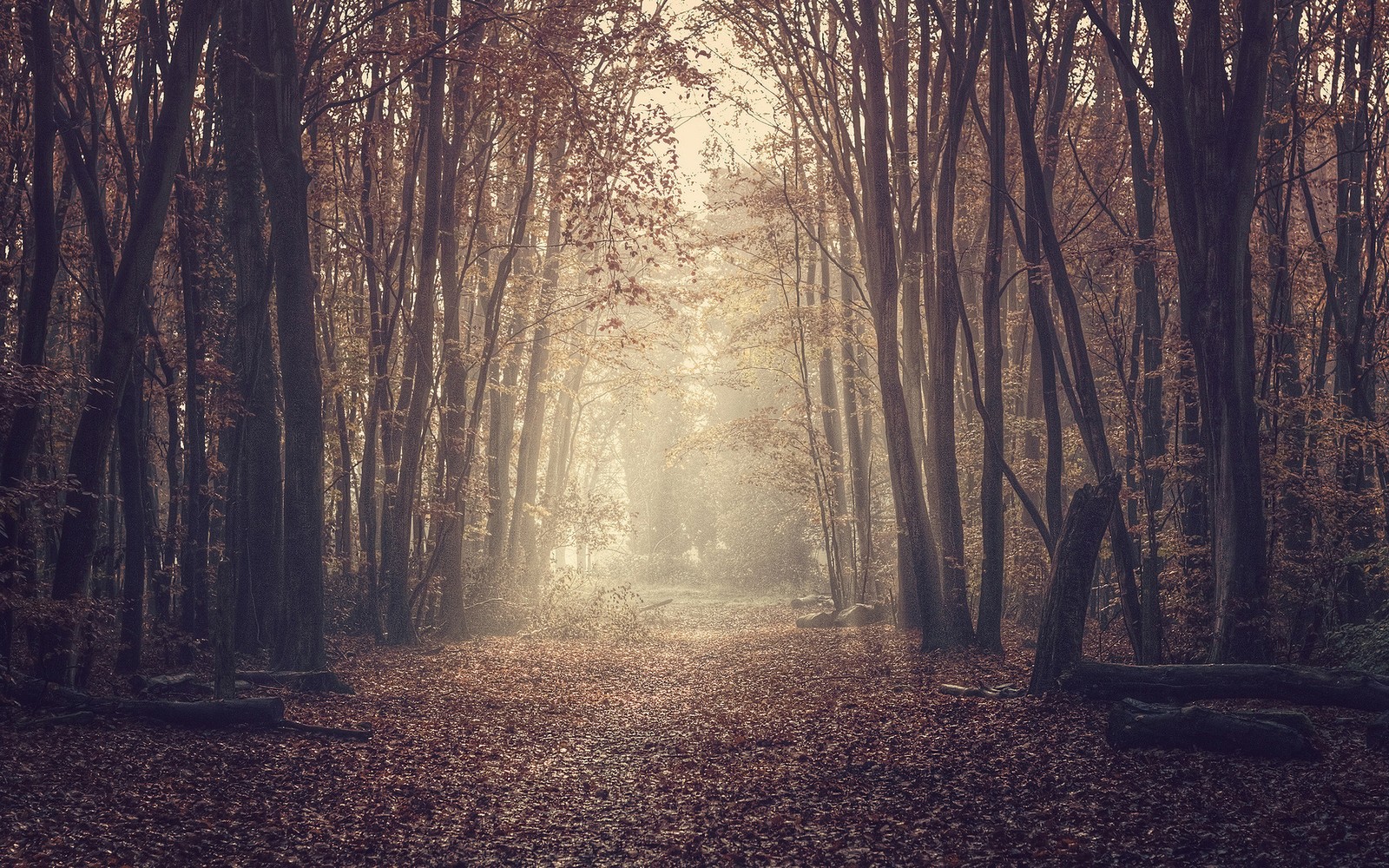 A view of a path through a forest with a foggy sky (tree, forest, nature, woodland, sunlight)