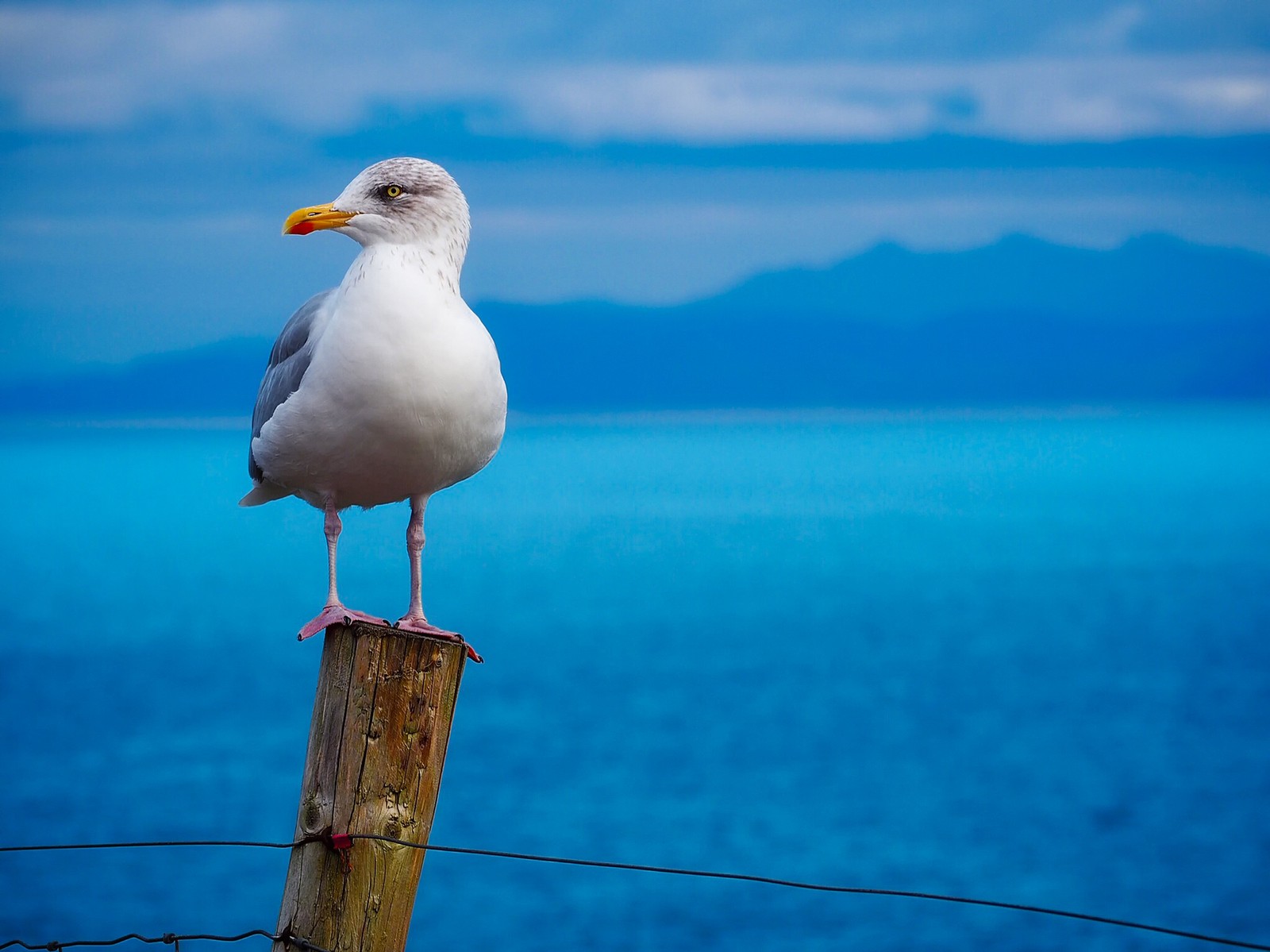 Descargar fondo de pantalla gaviotas, gaviota argéntea, ave, gaviota, pico