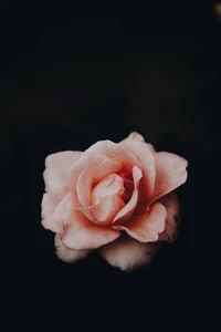 Delicate Pink Garden Rose Against a Dark Background