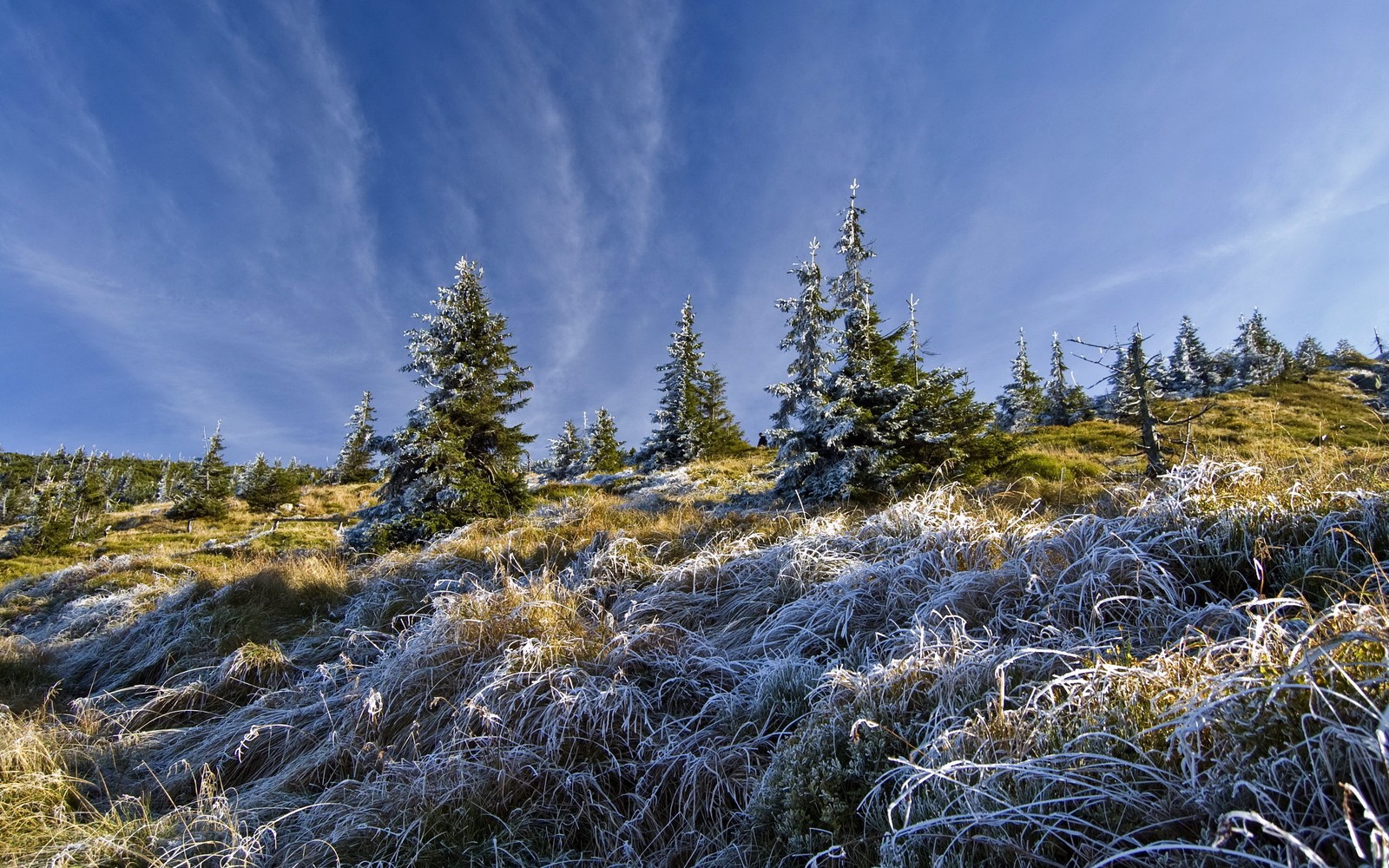 Lade baum, wildnis, vegetation, winter, berg Hintergrund herunter