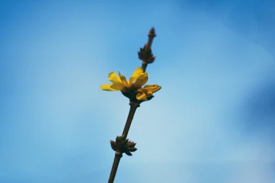 Brotos de flores silvestres amarelas brilhantes contra um céu azul