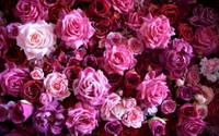 A vibrant bouquet of pink and red floribunda roses in full bloom.