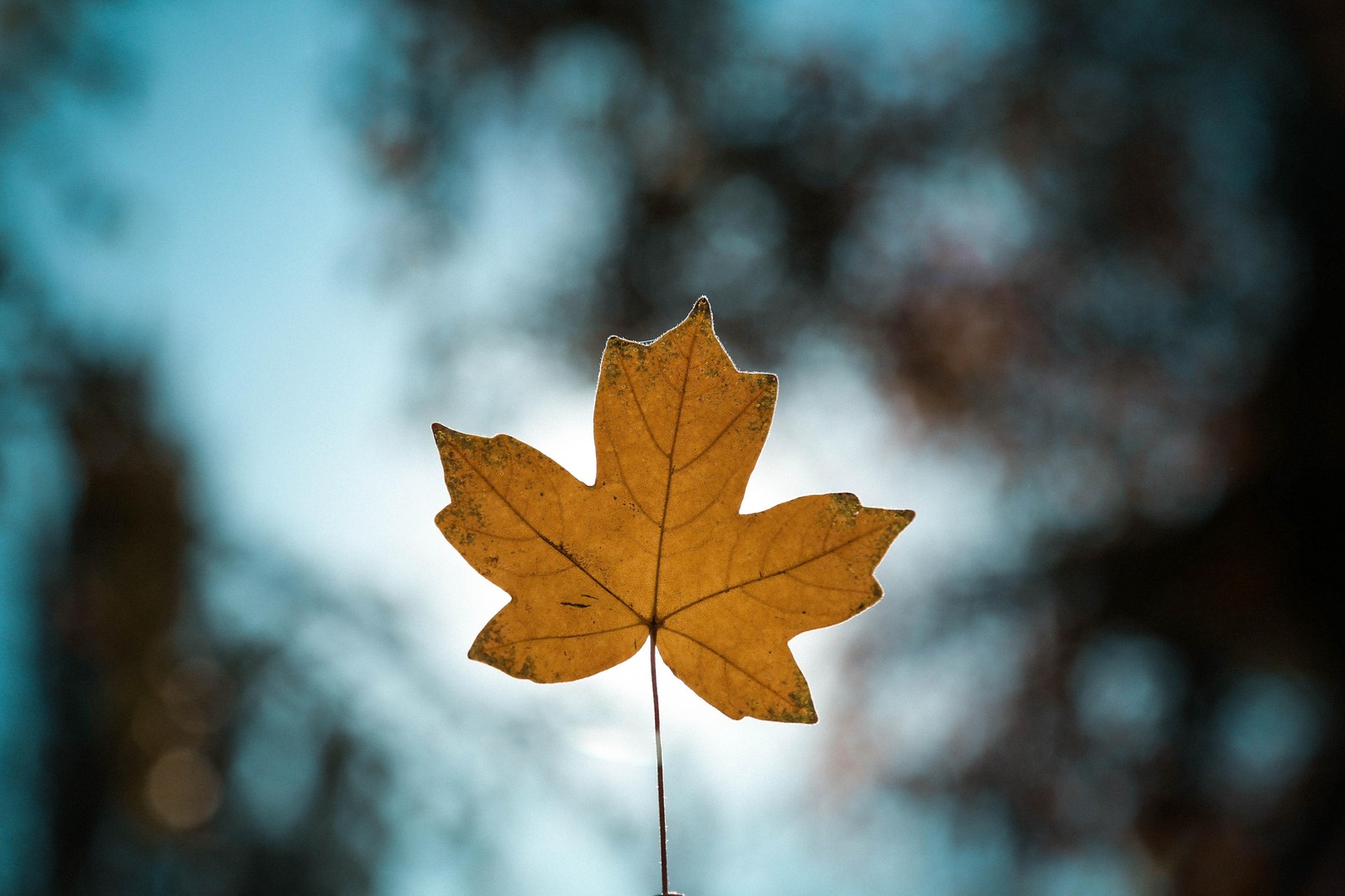 Gros plan d'une feuille sur un bâton avec un ciel en arrière-plan (marron, branche, bois, brindille, ensoleillement)