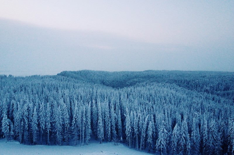 Снежные деревья в лесу с человеком на сноуборде (сибирь, siberia, зима, снег, дерево)