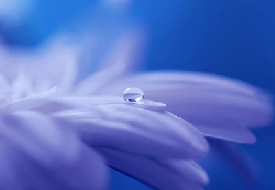 water, flower, blue, petal, dew