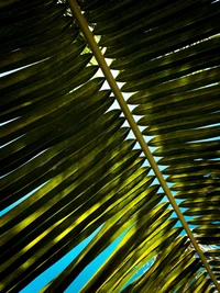 Symmetrische Lichtmuster durch Palm- und Bananenblätter