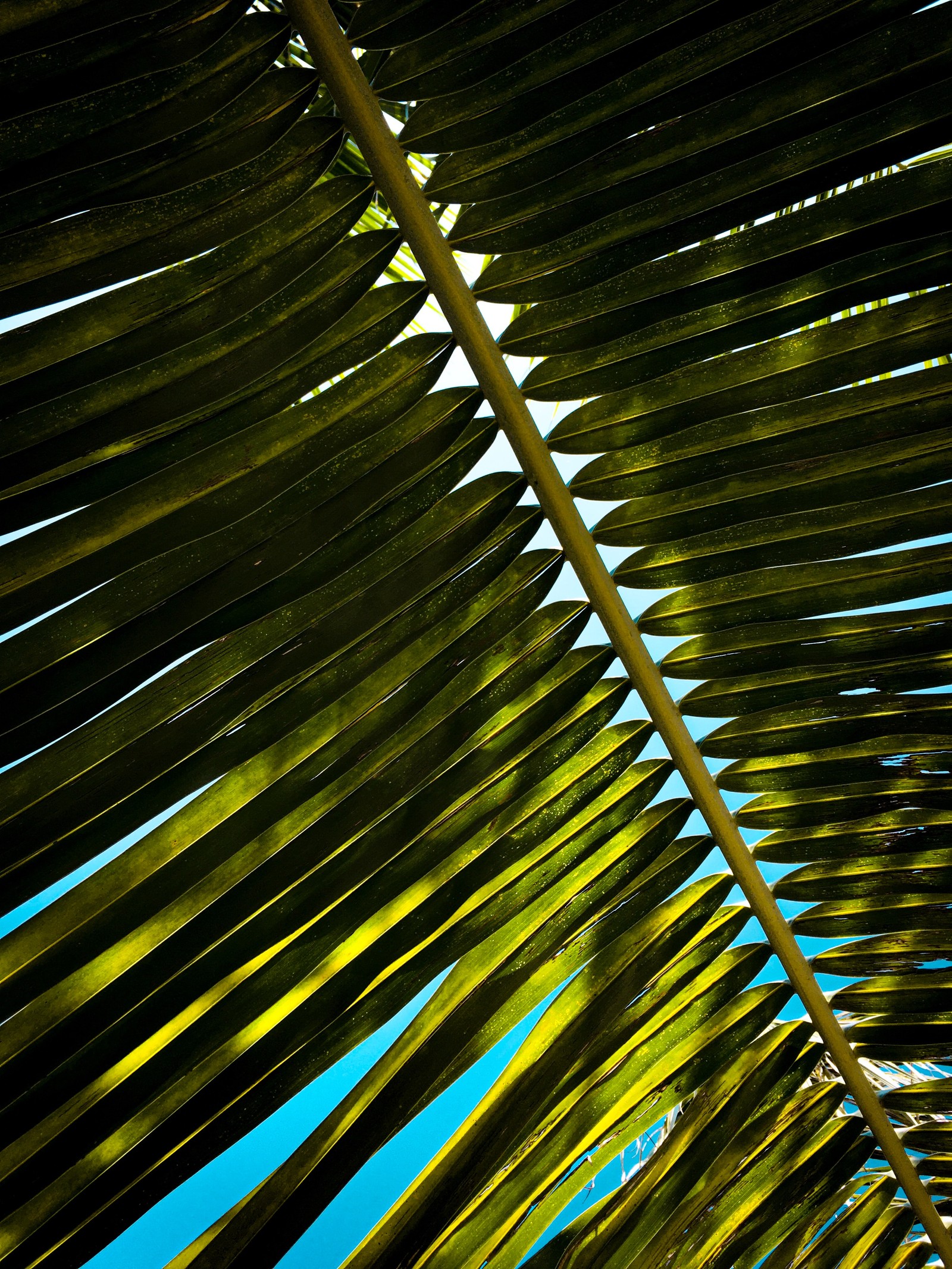 Arafed palm leaf with a blue sky in the background (plant, arecales, tree, terrestrial plant, light)