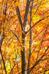 Bernsteinfarbene Herbstblätter zwischen Baumästen