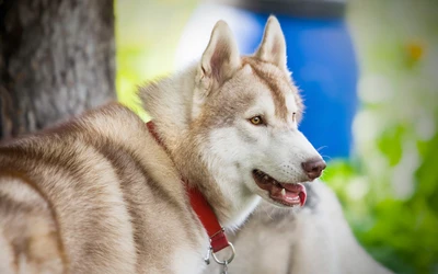 Siberian Husky with a red collar resting in a natural setting.