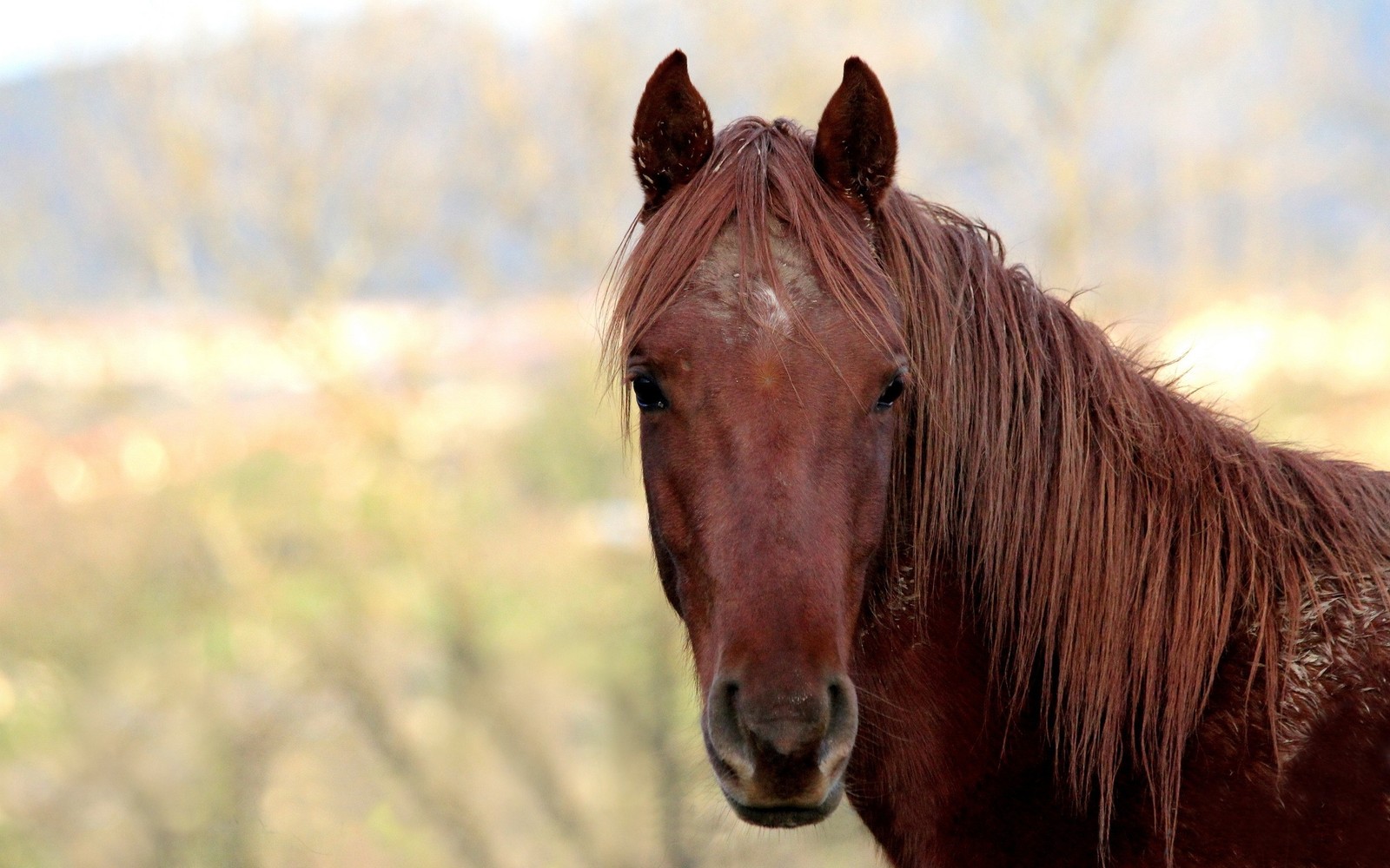 Há um cavalo marrom com cabelo longo em pé em um campo (juba, cavalo mustang, garanhão, égua, focinho)