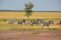 Zebras grasen in der weiten Savanne des Serengeti-Nationalparks