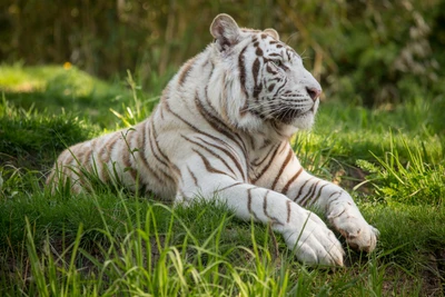 Weißer Tiger, der im üppigen grünen Gras ruht