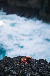 Crab on Rocky Coastline Overlooking Turbulent Ocean Waves