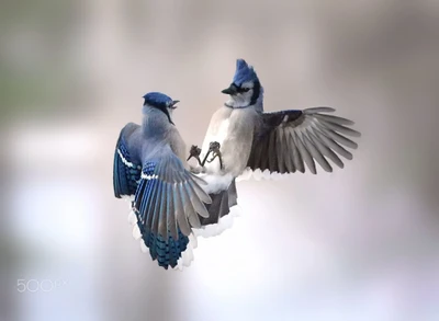 blaumeise, jay, passerine, vogel, schnabel