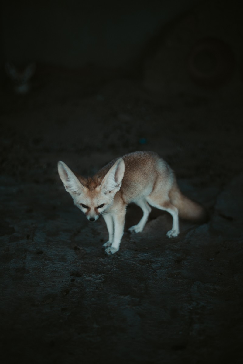 Жираф, стоящий на земле в темноте с опущенной головой (фенек, лиса, canidae, дикая природа, лисичка кипер)