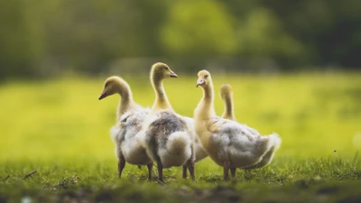 duck, bird, plant, natural landscape, grassland