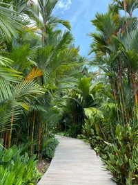 Camino tropical exuberante a través de vegetación vibrante