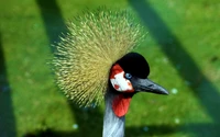 Pájaro vibrante parecido a una grulla con plumaje llamativo y pico único