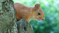 rodent, squirrel, red squirrel wallpaper