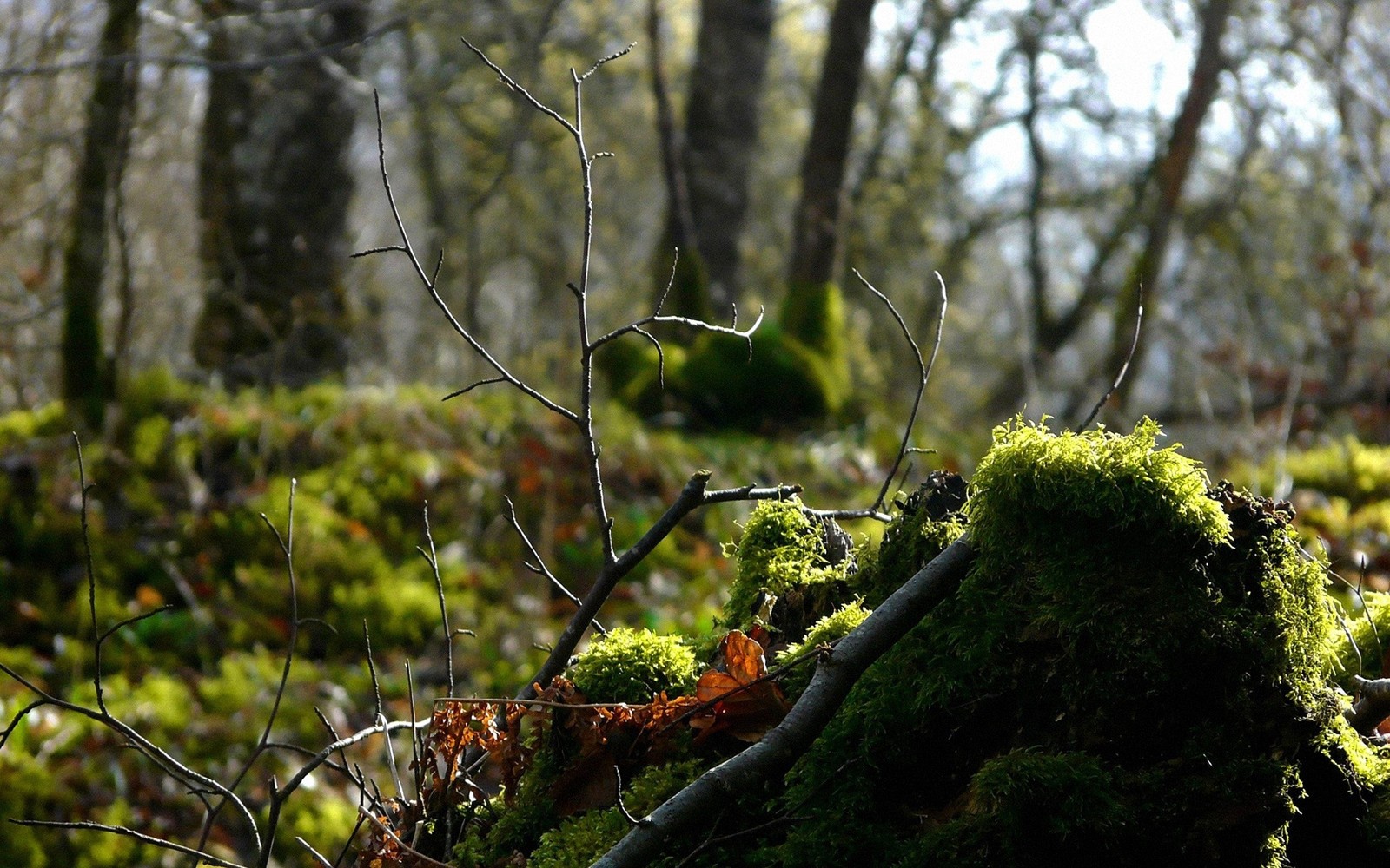 Hay un tocón cubierto de musgo en el bosque (ramo, ramita, bosque, naturaleza, árbol)