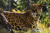 Jaguar in natürlichem Lebensraum umgeben von üppiger Vegetation