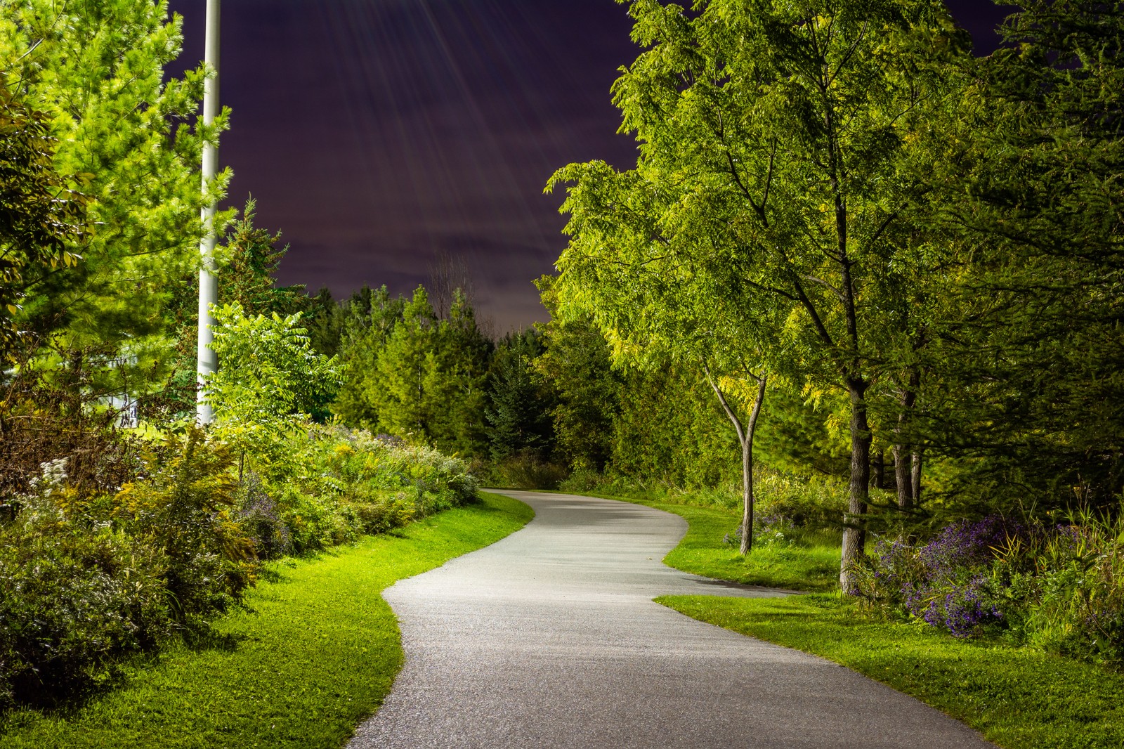 Arafed view of a pathway with a street light in the distance (plant, leaf, nature, natural landscape, road surface)