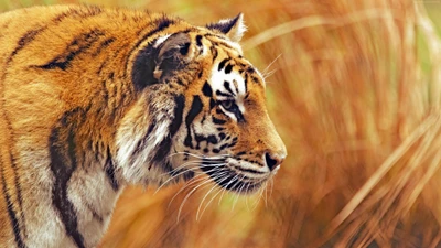 tiger, animals