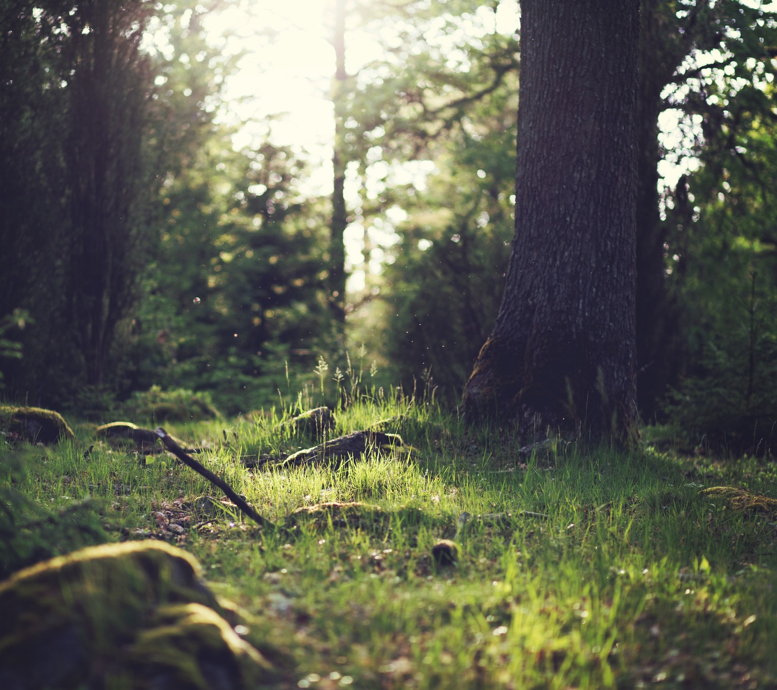 There is a picture of a forest with a lot of trees (earthporn, forest, nature, outdoors, tree)