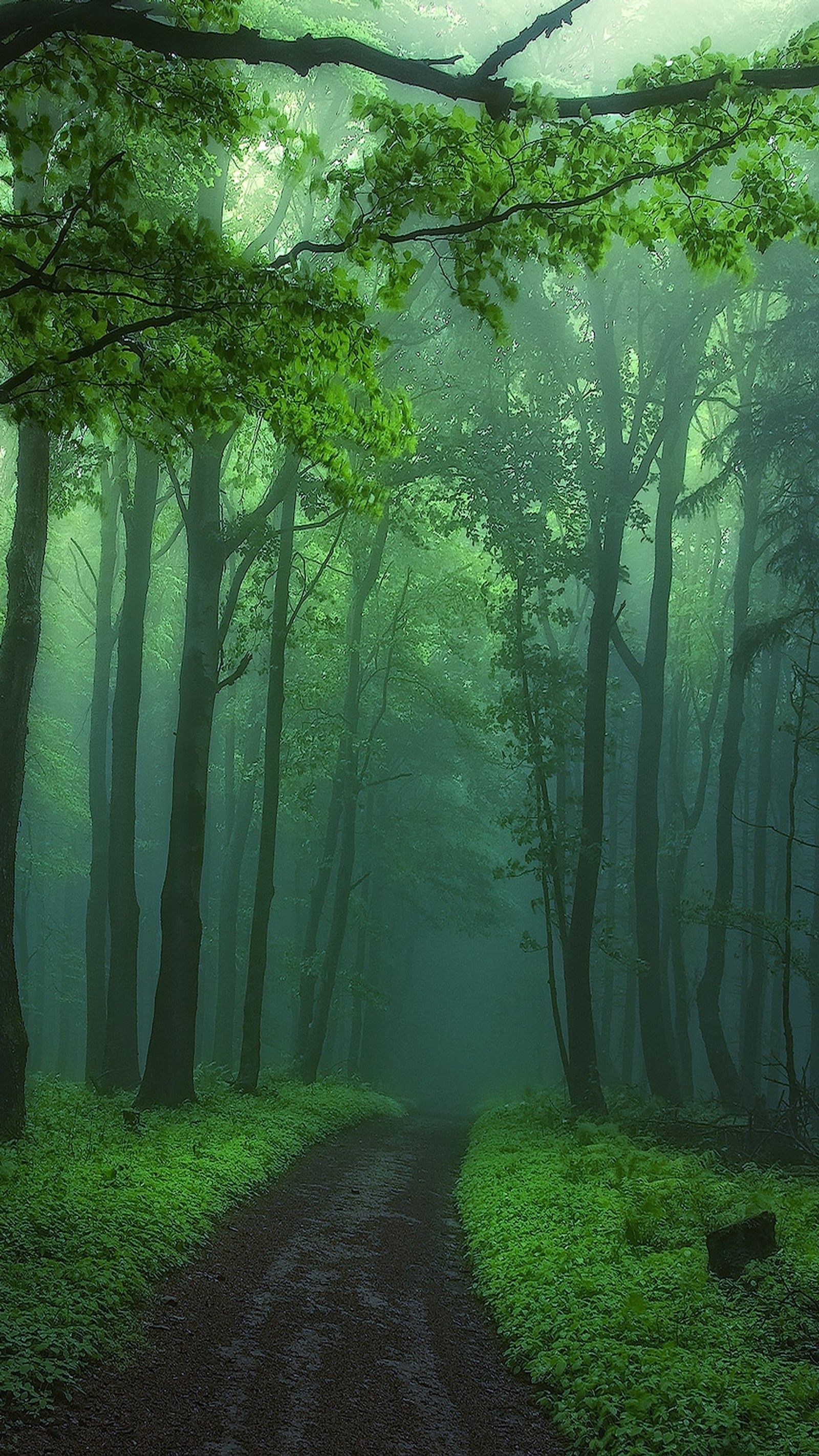 There is a path in the middle of a forest with a bench (forest, nature)