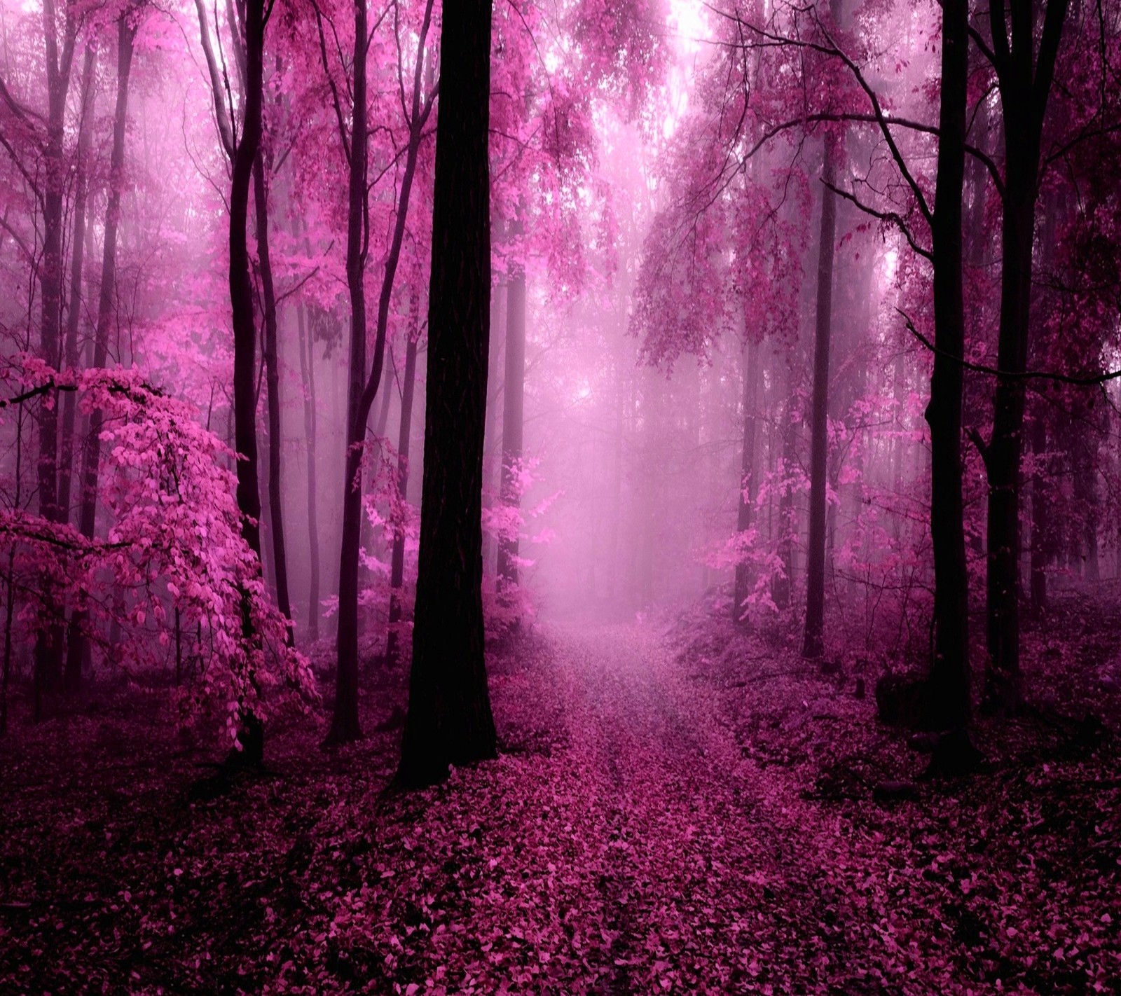 A purple forest with a path in the middle of it (awesome, cool, cute, nature, nice)